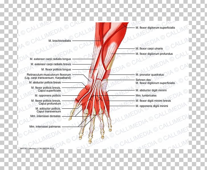 Thumb Muscle Forearm Muscular System PNG, Clipart, Anatomy, Arm, Blood Vessel, Diagram, Hand Free PNG Download
