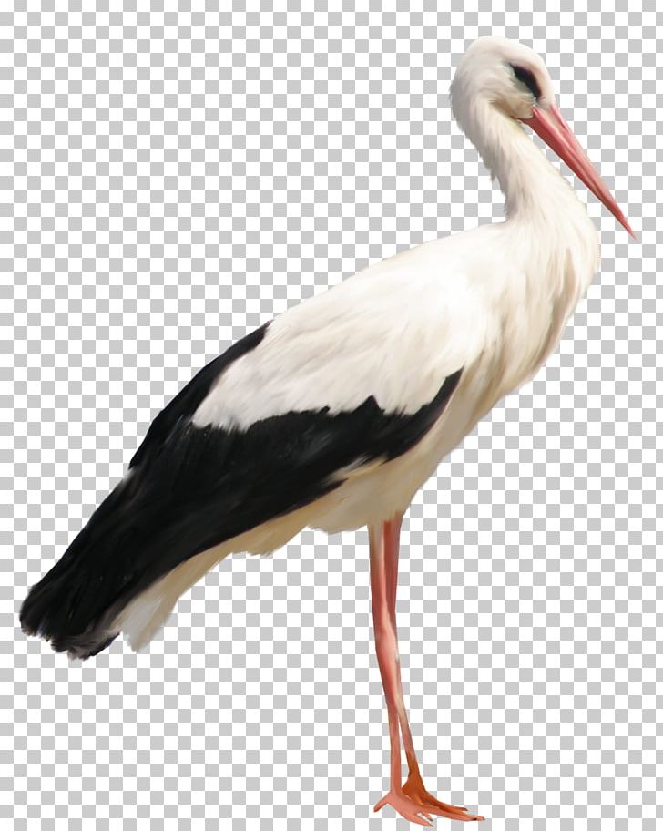 White Stork PNG, Clipart, Animals, Beak, Bird, Ciconia, Ciconiiformes Free PNG Download