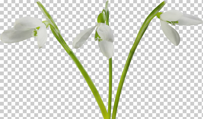 Flower Galanthus Snowdrop Plant Summer Snowflake PNG, Clipart, Amaryllis Family, Flower, Galanthus, Paint, Pedicel Free PNG Download