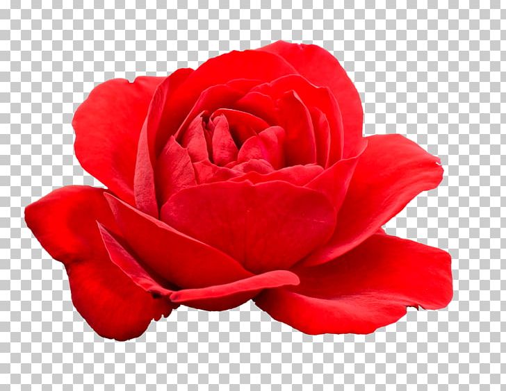 Centifolia Roses Flower Red Garden Roses PNG, Clipart, Centifolia Roses, China Rose, Cut Flowers, Desktop Wallpaper, Encapsulated Postscript Free PNG Download