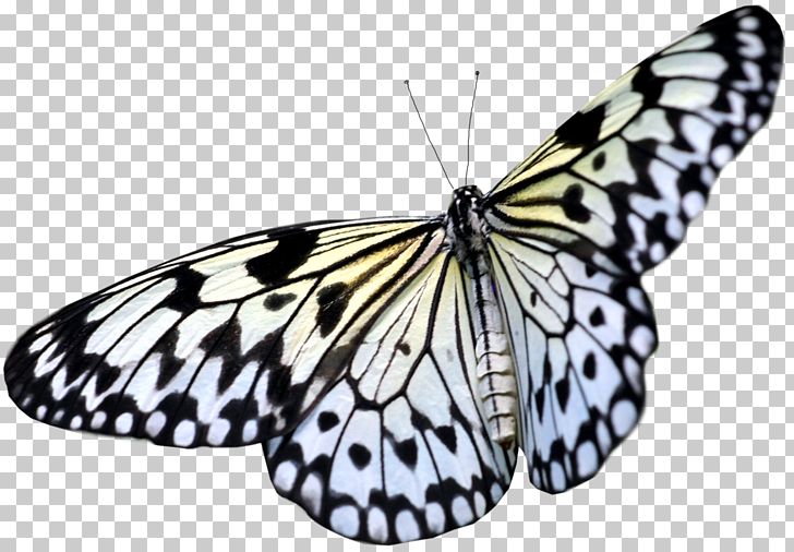 Greta Oto Butterfly Light Reflection Wing PNG, Clipart, Arthropod, Black And White, Brush Footed Butterfly, Butterflies, Butterflies And Moths Free PNG Download