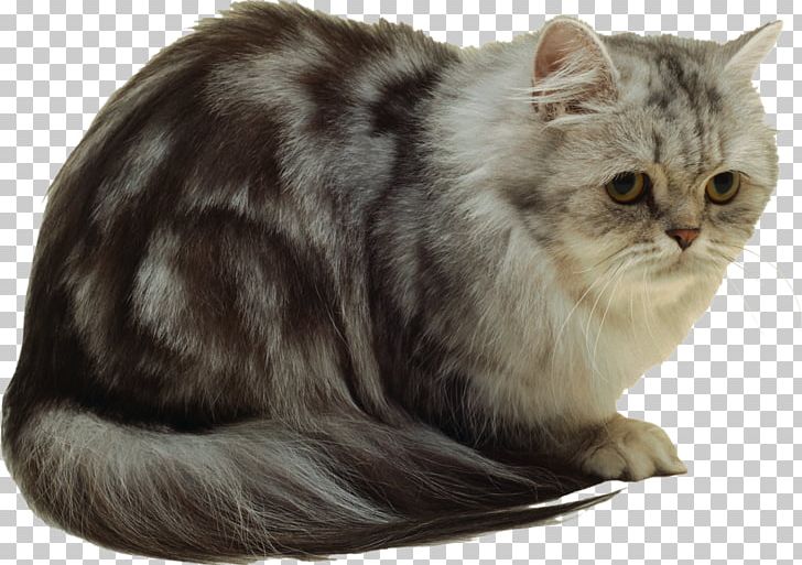 Persian Cat British Semi-longhair Felidae Kitten Animal PNG, Clipart, Animal, Animals, Asian, Asian Semi Longhair, British Semi Longhair Free PNG Download