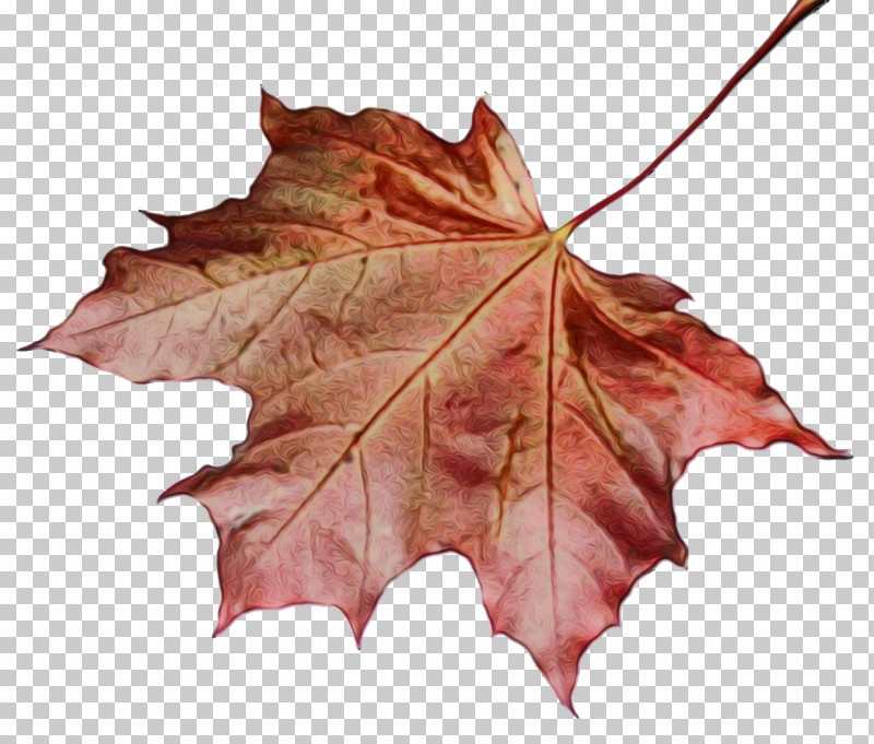 Maple Leaf PNG, Clipart, Autumn, Beech, Black Maple, Black Oak, Deciduous Free PNG Download