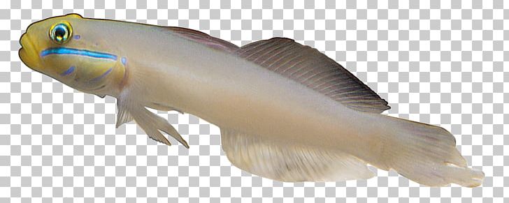 Carassius Auratus Fish Sea PNG, Clipart, Amphibian, Animals, Black White, Carassius Auratus, Color Free PNG Download