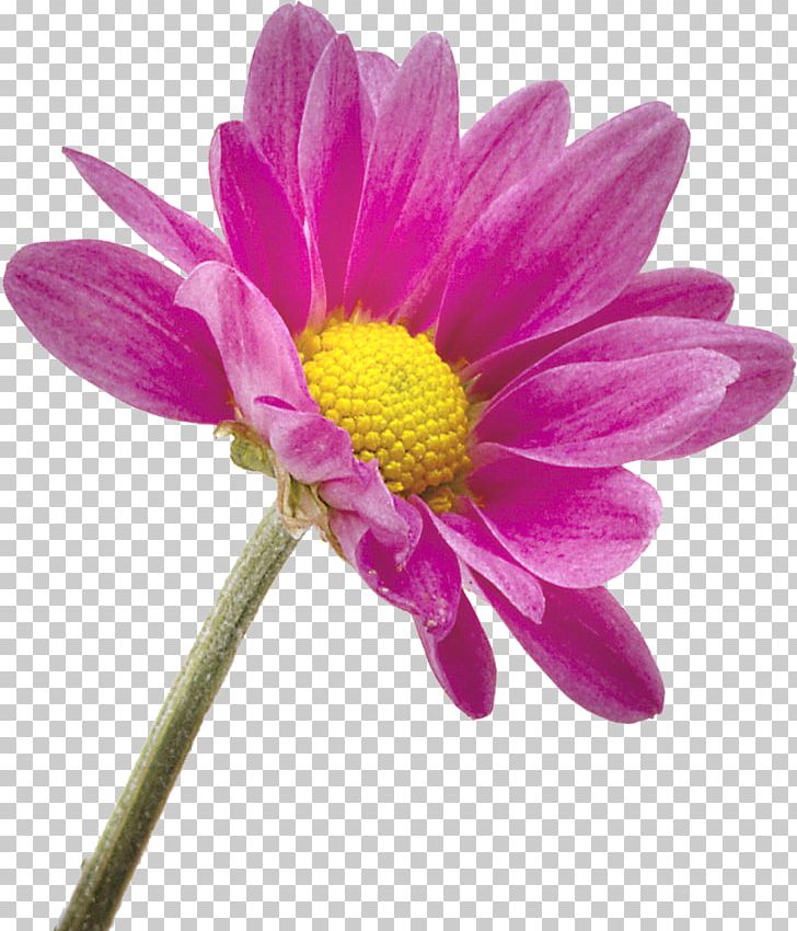Flower Transvaal Daisy Photography Chrysanthemum PNG, Clipart, Annual Plant, Aster, Author, Chrysanthemum, Chrysanths Free PNG Download