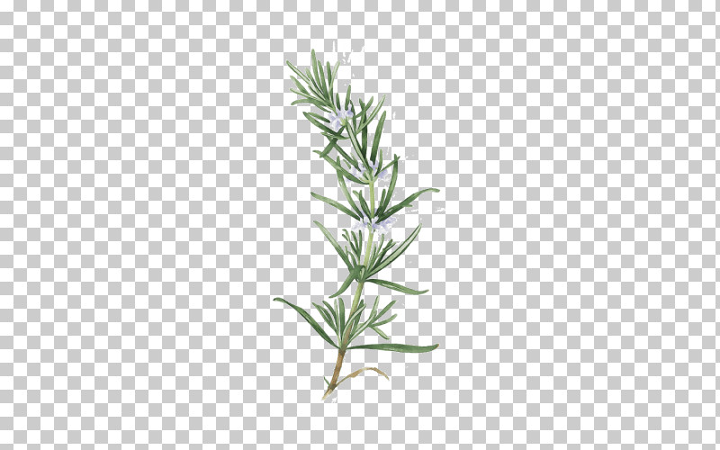 Rosemary PNG, Clipart, American Larch, Flower, Grass, Herb, Herbaceous Plant Free PNG Download