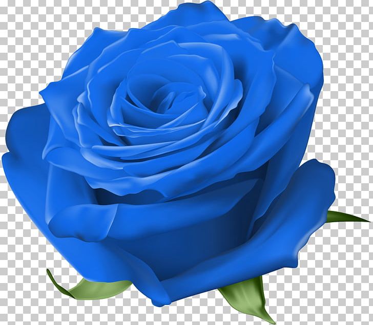 Garden Roses Blue Rose Cabbage Rose Floribunda China Rose PNG, Clipart, Beach Rose, Blue, Blue Gold, Blue Rose, Cabbage Rose Free PNG Download