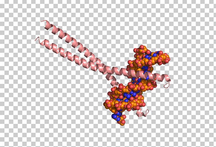 CEBPB Ccaat-enhancer-binding Proteins Histone Acetyltransferase CEBPA Structure PNG, Clipart, Acetyltransferase, Art, Bead, Body Jewelry, Bzip Domain Free PNG Download