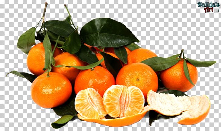 Clementine Mandarin Orange Tangerine Satsuma Mandarin Juice PNG, Clipart, Calamondin, Chenpi, Citron, Citrus, Food Free PNG Download