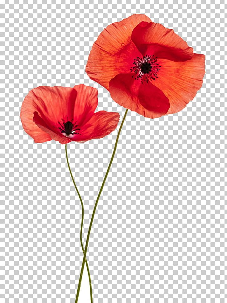 Common Poppy Flower Stock Photography Remembrance Poppy PNG, Clipart, Annual Plant, California Poppy, Coquelicot, Flowering Plant, Flower Pattern Free PNG Download