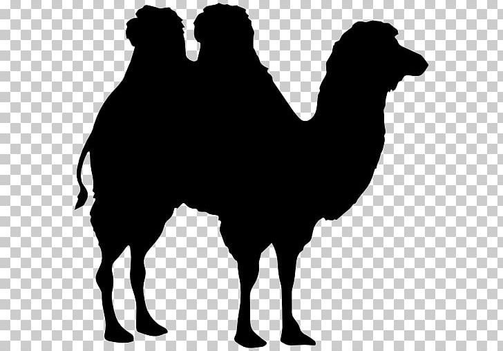 Dromedary Bactrian Camel Horse PNG, Clipart, Animals, Arabian Camel, Bactrian Camel, Black And White, Camel Free PNG Download