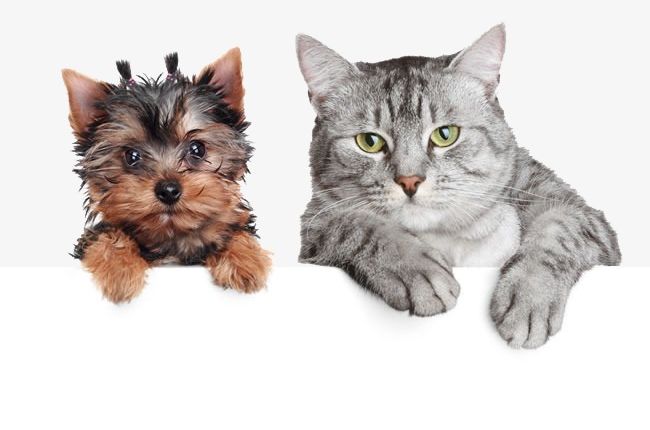 S Of Cute Cats And Dogs PNG, Clipart, Animal, Cat, Cats Clipart, Chong, Cute Clipart Free PNG Download