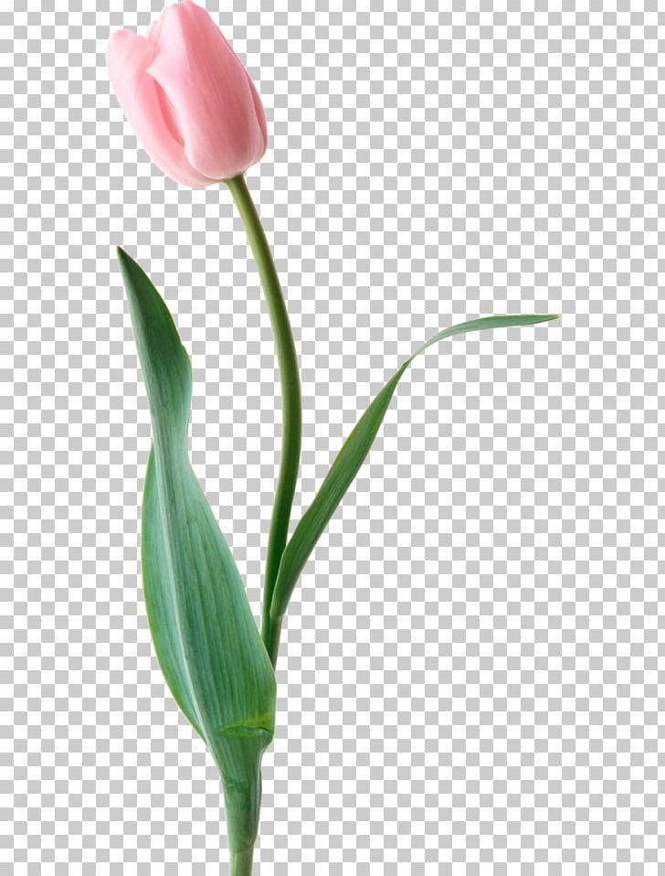 Tulip PNG, Clipart, Bud, Cut Flowers, Digital Image, Flower, Flowering Plant Free PNG Download