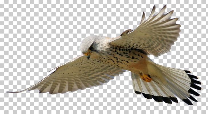 Bird Animaatio Gfycat Smiley PNG, Clipart, Accipitriformes, Animaatio, Beak, Bird, Bird Of Prey Free PNG Download