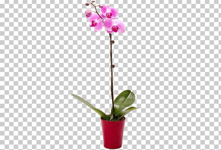Moth Orchids Cattleya Orchids Dendrobium Cyma Orchids PNG, Clipart, Cattleya, Cattleya Orchids, Cut Flowers, Cyma Orchids, Dendrobium Free PNG Download