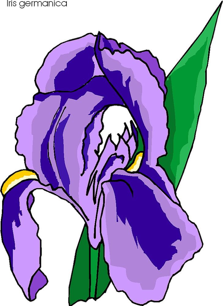 Flower Irises PNG, Clipart, Artwork, Beak, Blog, Fictional Character, Flora Free PNG Download