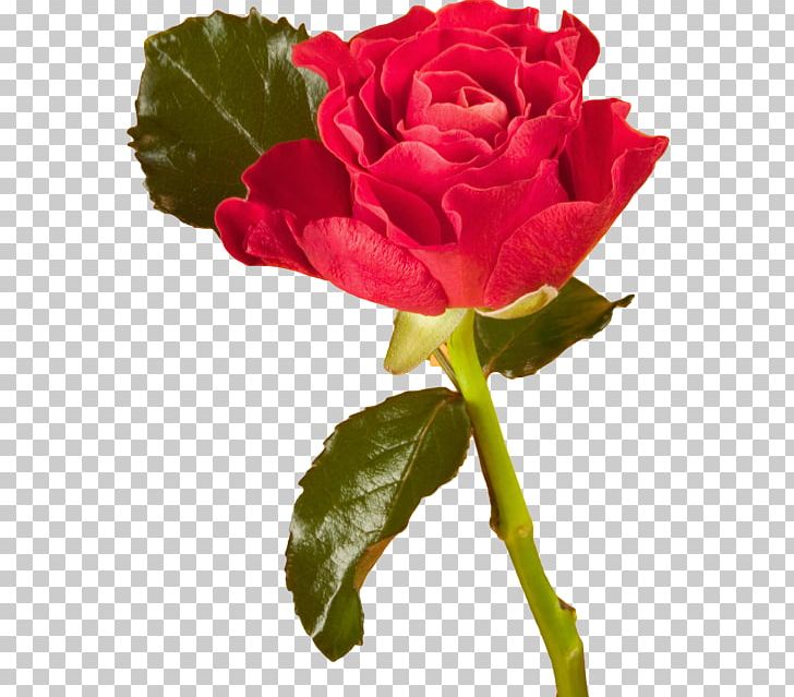 Garden Roses Desktop PNG, Clipart, Bulletin Board, China Rose, Cut Flowers, Desktop Wallpaper, Floribunda Free PNG Download