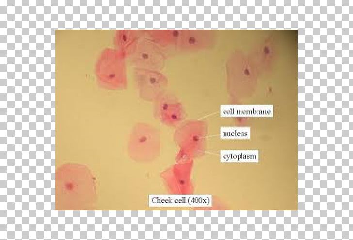 Microscope Slides Cell Cheek Bacteria PNG, Clipart, Amoeba, Archaeans, Bacteria, Biology, Blood Film Free PNG Download