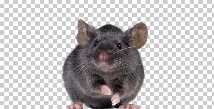 Rat PNG, Clipart, Rat Free PNG Download