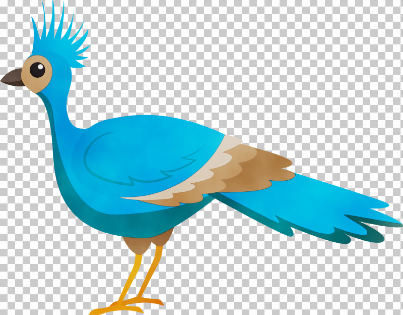 Feather PNG, Clipart, Beak, Bird Cartoon, Bird Of Prey, Birds, Chicken Free PNG Download
