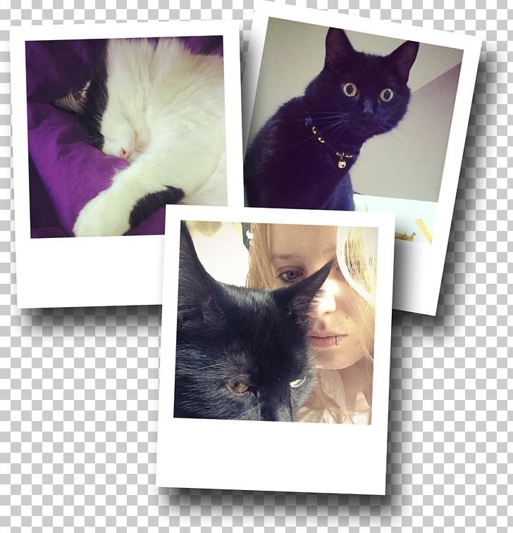 Black Cat Kitten Whiskers Fur PNG, Clipart, Animals, Black Cat, Carnivoran, Cat, Cat Like Mammal Free PNG Download