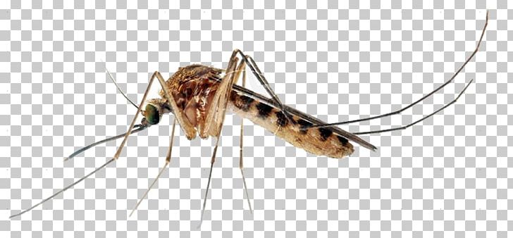 Insect Yellow Fever Mosquito Mosquito Control Ovitrap Marsh Mosquitoes PNG, Clipart, Aedes, Aedes Albopictus, Animals, Arthropod, Askeri Free PNG Download