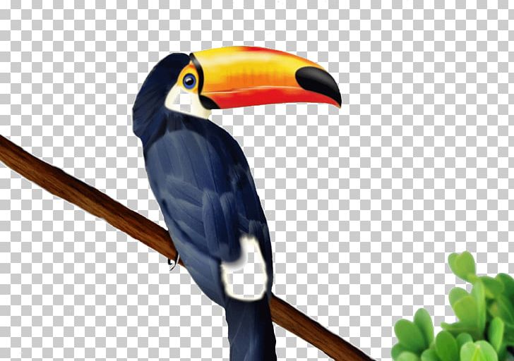 Toucan Drawing PNG, Clipart, Animation, Art, Beak, Bird, Clip Art Free PNG Download