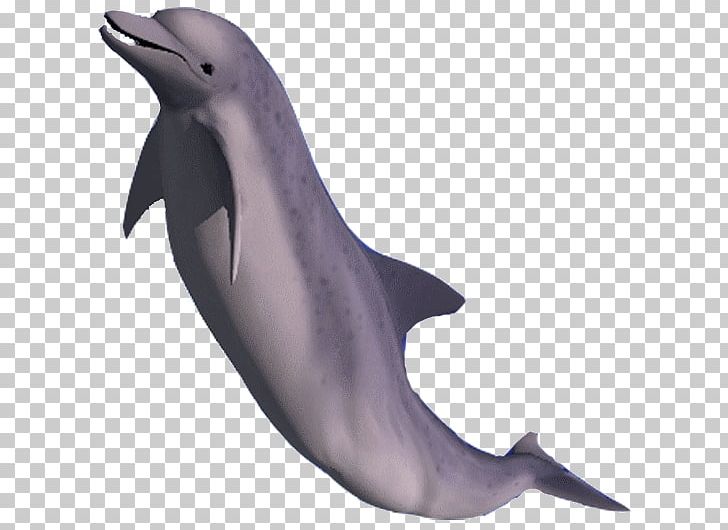 Common Bottlenose Dolphin Short-beaked Common Dolphin Tucuxi Wholphin Rough-toothed Dolphin PNG, Clipart, Animal, Animals, Bird, Bottlenose Dolphin, Fauna Free PNG Download