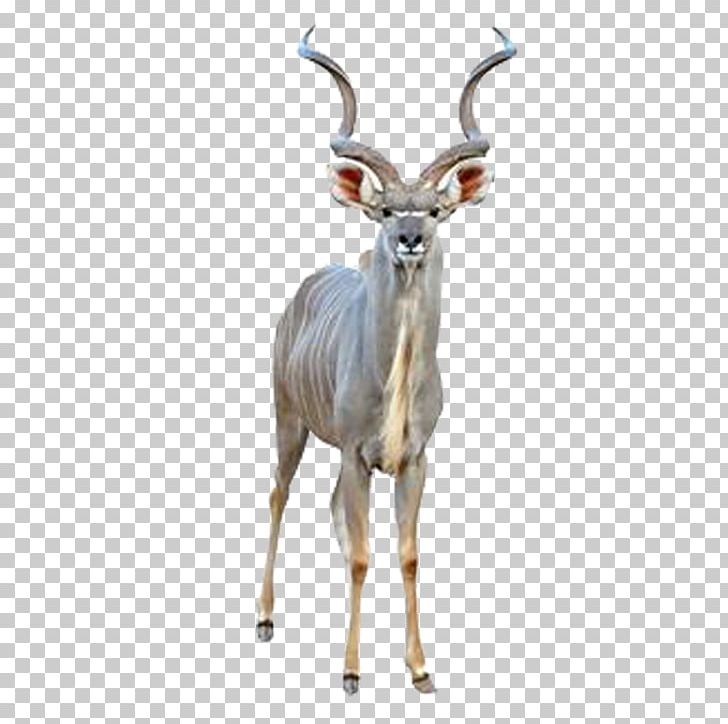 Greater Kudu Antelope Common Eland Cheetah PNG, Clipart, Animal, Animal Material, Animals, Animation, Anime Character Free PNG Download