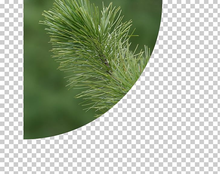Pine Fir Evergreen Grasses Family PNG, Clipart, Alfalfa, Branch, Conifer, Evergreen, Family Free PNG Download