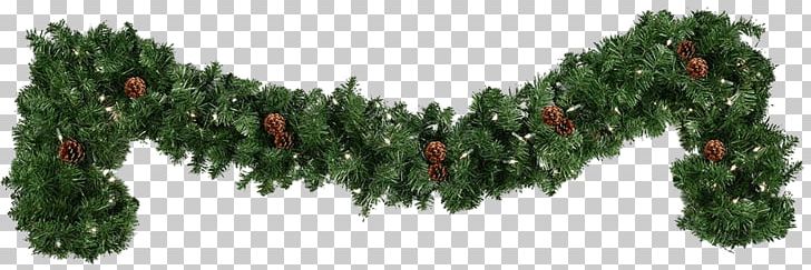 Pine Light PNG, Clipart, Biome, Branch, Christmas, Christmas Decoration, Christmas Tree Free PNG Download