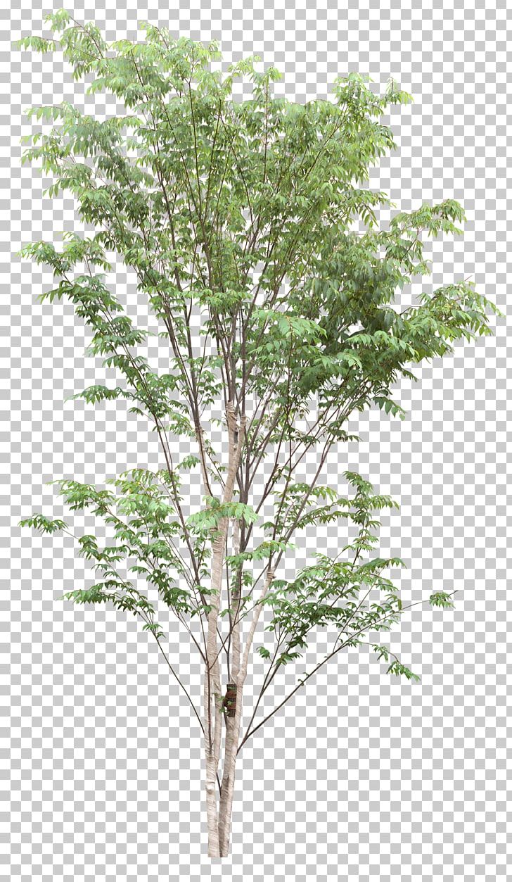 Tree Plant .dwg PNG, Clipart, Art Green, Birch, Branch, Clip Art, Computer Graphics Free PNG Download