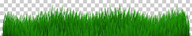 Wheatgrass Desktop PNG, Clipart, Birthday, Chrysopogon Zizanioides, Clip Art, Commandline Interface, Commodity Free PNG Download