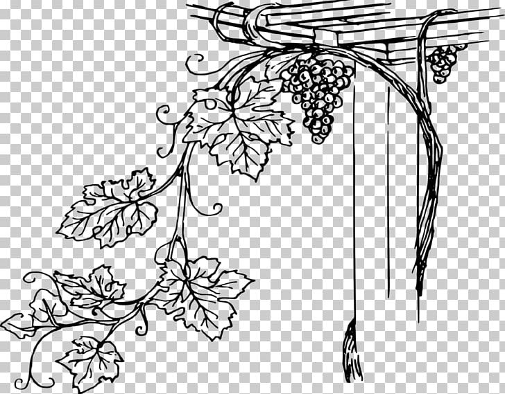 Common Grape Vine Wine Vitis Girdiana PNG, Clipart, Art, Artwork, Black, Black And White, Branch Free PNG Download