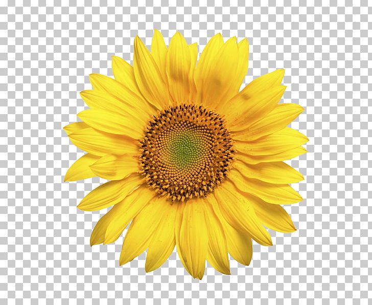 Common Sunflower Sunflower Seed Daisy Family Sunflower Oil PNG, Clipart, Annual Plant, Common Sunflower, Daisy Family, Flower, Flowering Plant Free PNG Download
