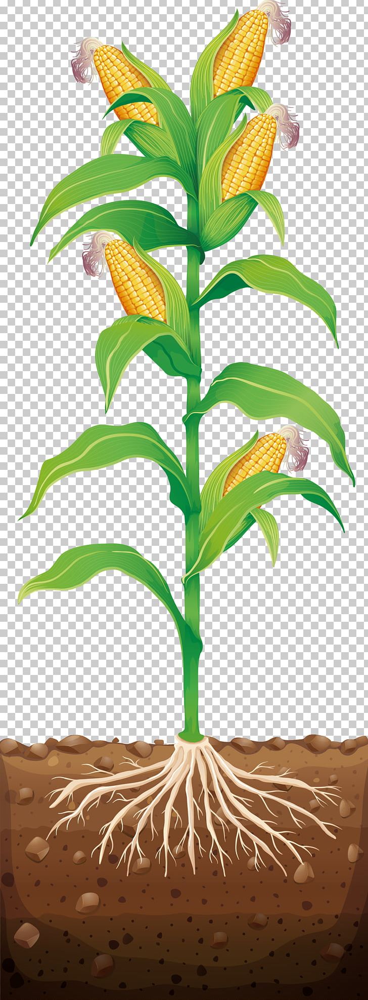 Corn On The Cob Maize Illustration PNG, Clipart, Branch, Corn, Dracaena Fragrans, Flower, Grass Free PNG Download
