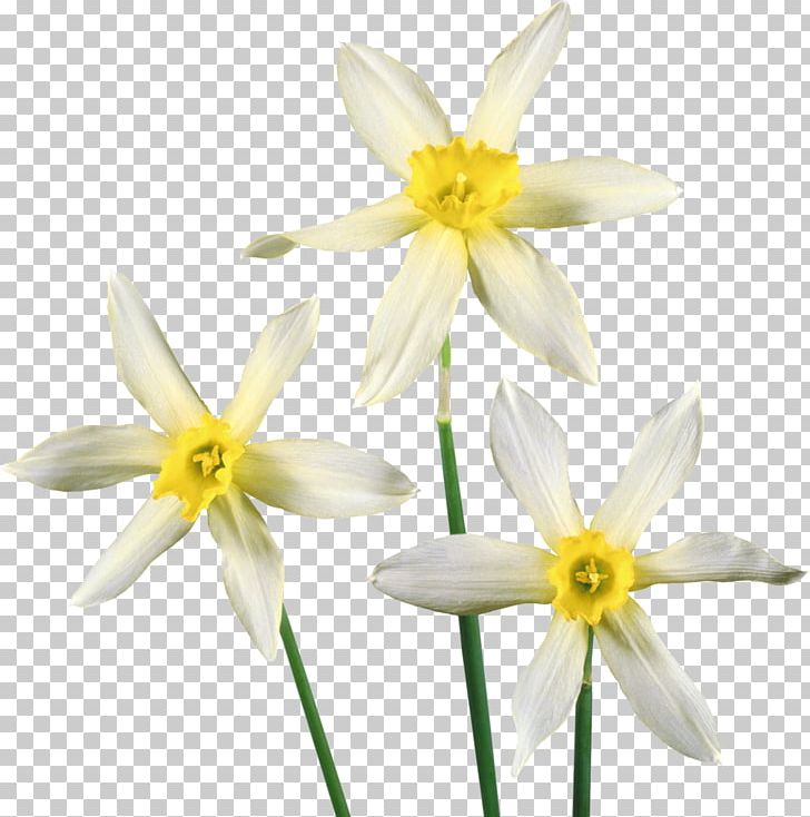 Flower Daffodil PNG, Clipart, Amaryllis Family, Blog, Blossom, Cut Flowers, Daffodil Free PNG Download