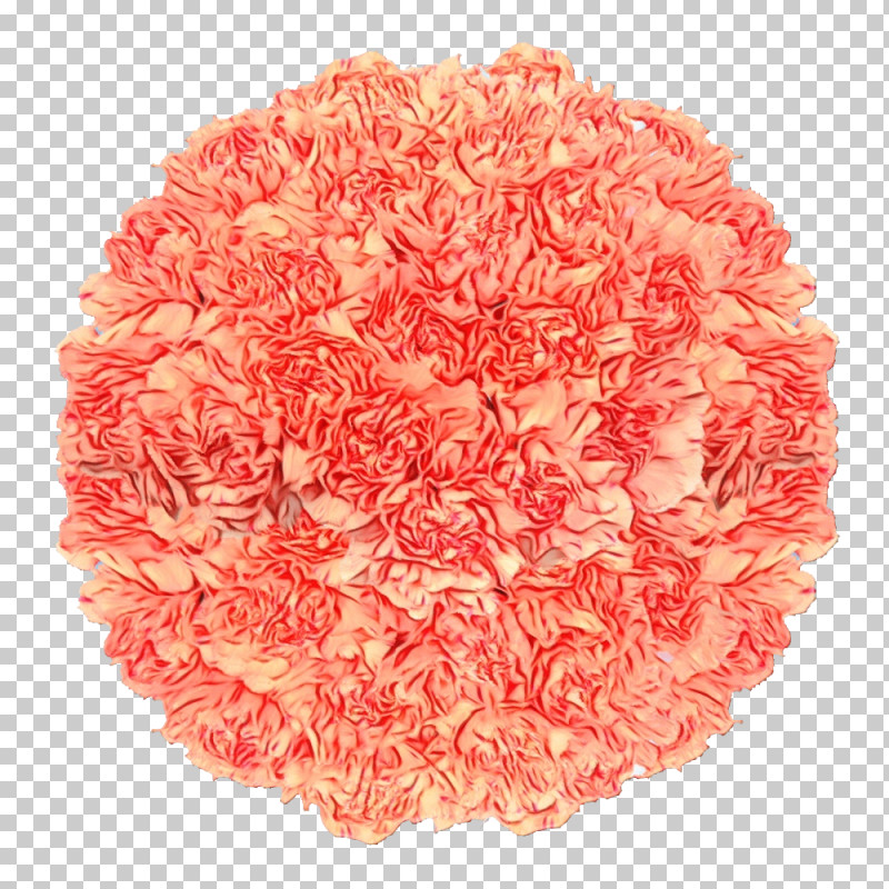 Carnation Cut Flowers Flower Global Rose.com Llc PNG, Clipart, Amazoncom, Anniversary, Birthday, Carnation, Cut Flowers Free PNG Download