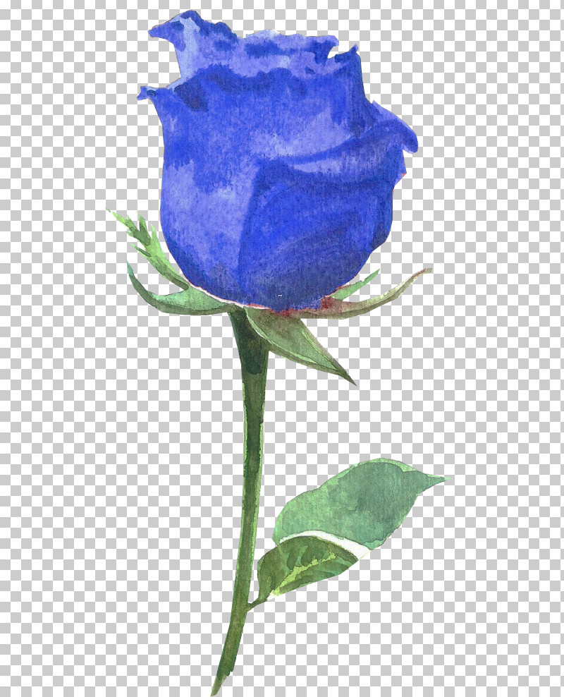 Garden Roses PNG, Clipart, Blue Rose, Cobalt Blue, Cut Flowers, Decal, Garden Roses Free PNG Download