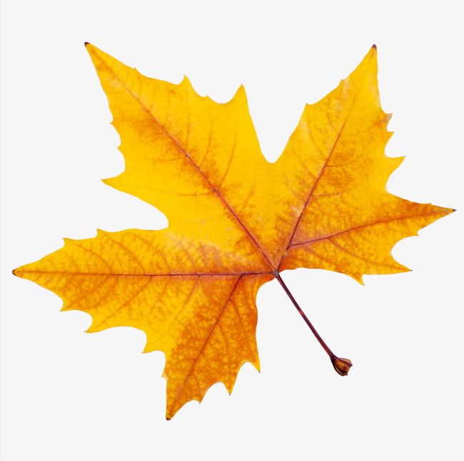 A Maple Leaf PNG, Clipart, A Maple Leaf, Autumn, Botany, Fall, Fallen Free PNG Download