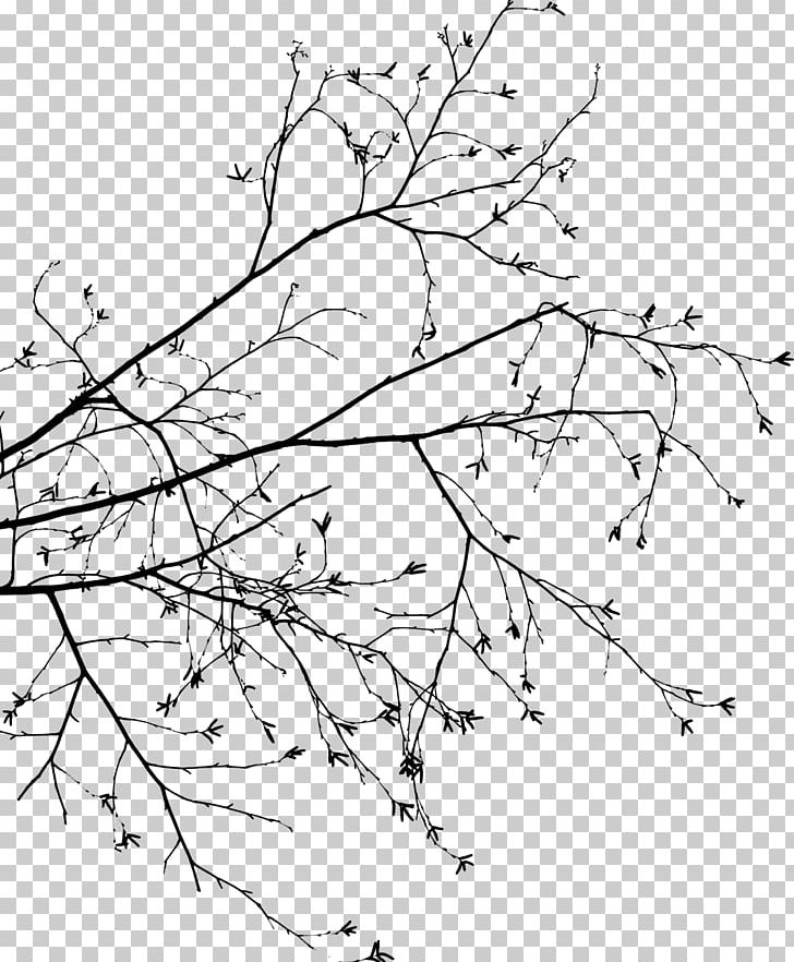 Branch Tree Leaf Drawing PNG, Clipart, Angle, Area, Art, Artwork, Black And White Free PNG Download