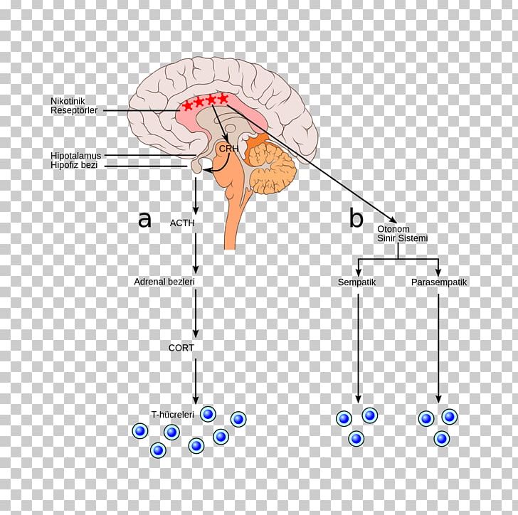 Bulbar Palsy Animal Diagram PNG, Clipart, Angle, Animal, Area, Art, Diagram Free PNG Download