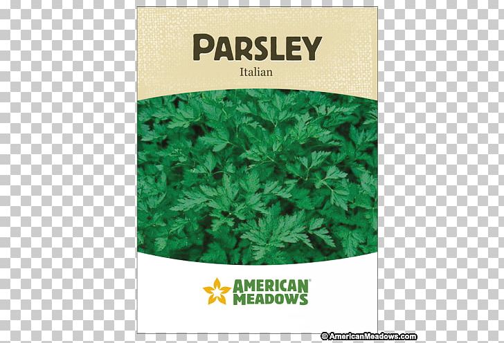 Flat-leaved Parsley Herb Seed Vegetable Germination PNG, Clipart, Coriander, Flatleaved Parsley, Food Drinks, Germination, Grass Free PNG Download