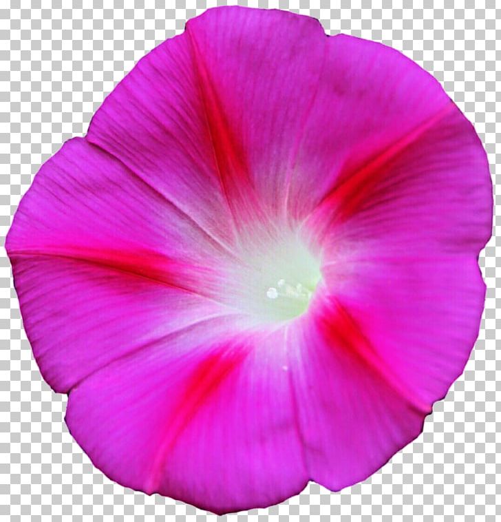 Ipomoea Purpurea Ipomoea Carnea Ipomoea Indica Ipomoea Cairica Sweet Potato PNG, Clipart, Annual Plant, Flower, Flowering Plant, Glory, Ipomoea Free PNG Download