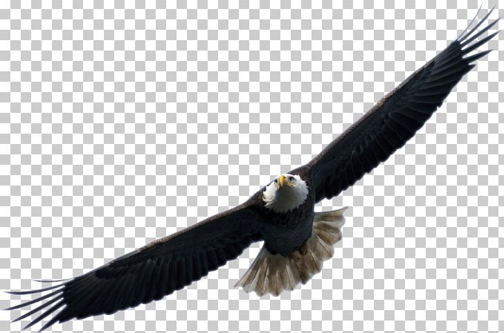 Bird Airplane Eagle Drone Racing PNG, Clipart, Accipitriformes, Airplane, Animals, Aviation, Bald Eagle Free PNG Download