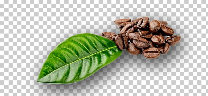 Coffee Bean Coffea Leaf Stock Photography PNG, Clipart, Bean, Beans, Burr Mill, Cereal, Cocoa Bean Free PNG Download
