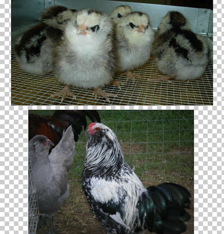Rooster Leghorn Chicken Asil Chicken Silkie Feather PNG, Clipart, Appearin Co Telenor Digital As, Asil Chicken, Beak, Beard, Bird Free PNG Download