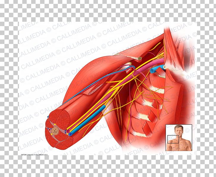 Axillary Nerve Triceps Brachii Muscle Axillary Artery Cubital Fossa PNG, Clipart, Anatomy, Arm, Artery, Axilla, Axillary Artery Free PNG Download