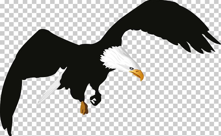 Eagle PNG, Clipart, Accipitriformes, Animals, Aquila, Art, Bald Eagle Free PNG Download