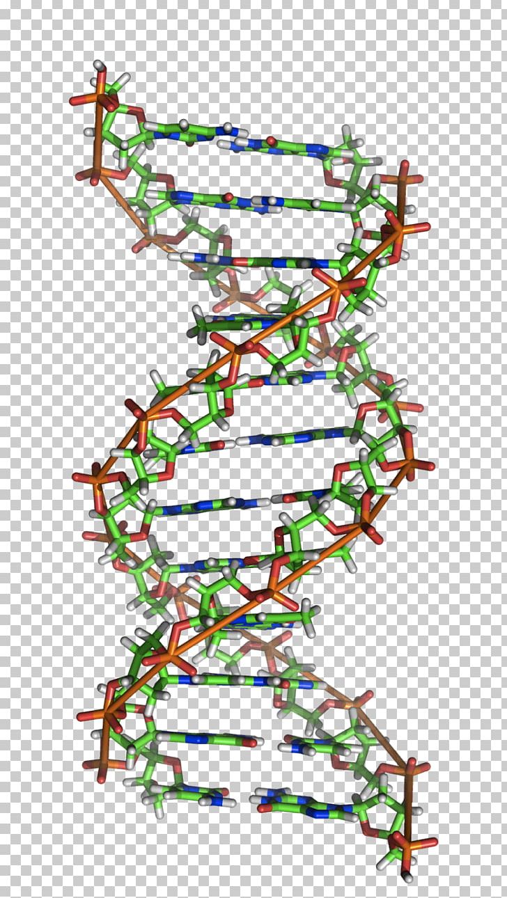 Z-DNA A-DNA Nucleic Acid Double Helix RNA PNG, Clipart, Adenine, Adna, Adn B, Area, Art Free PNG Download